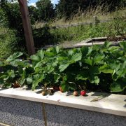 Raised beds 5