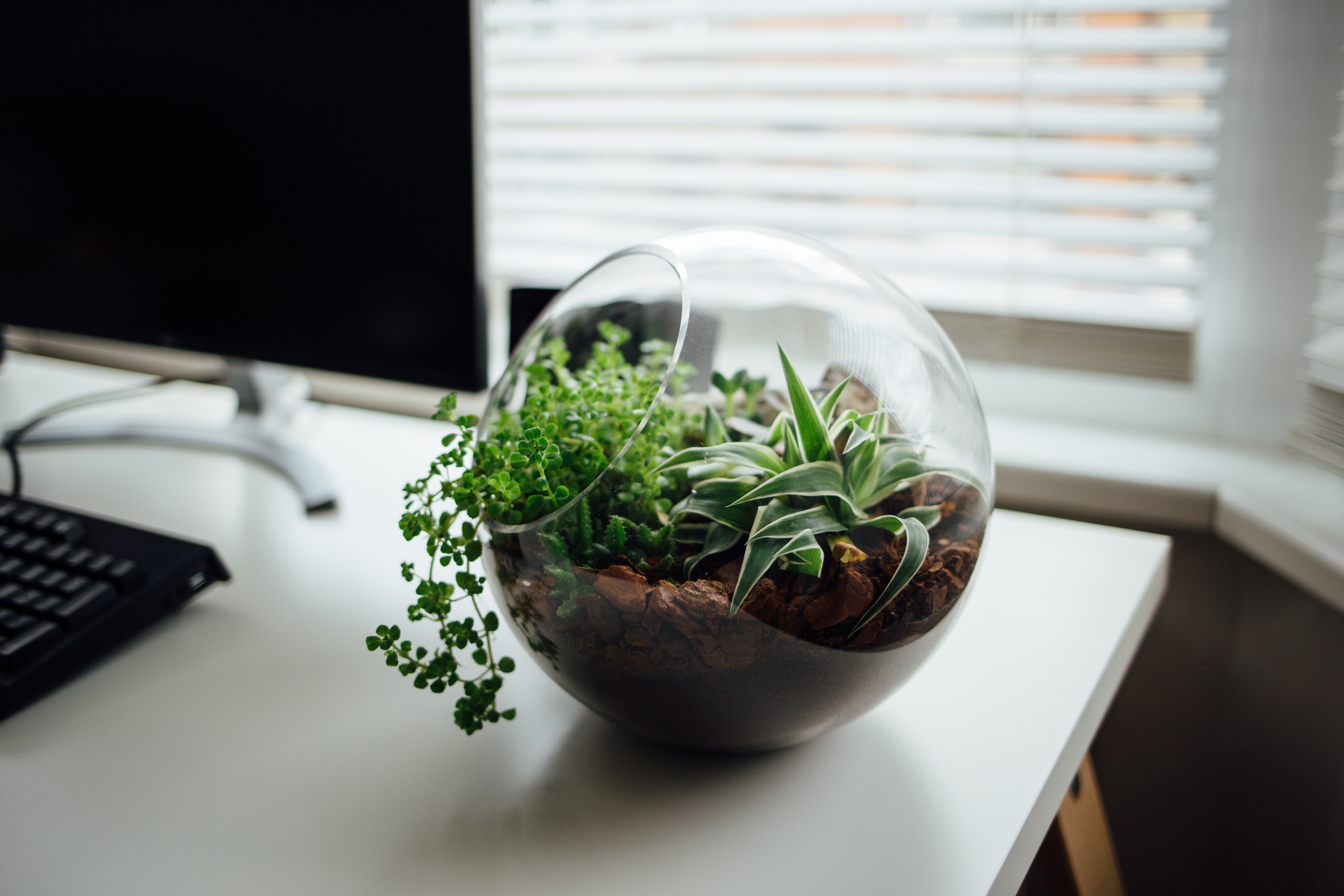 5 Benefits Of Plants In The Office 5 Ideas For How To Add Them