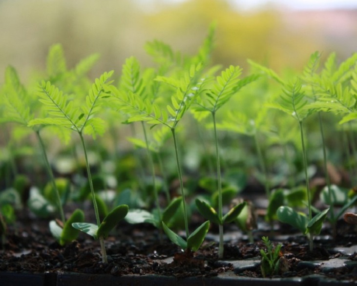 Plant A Tree Programme