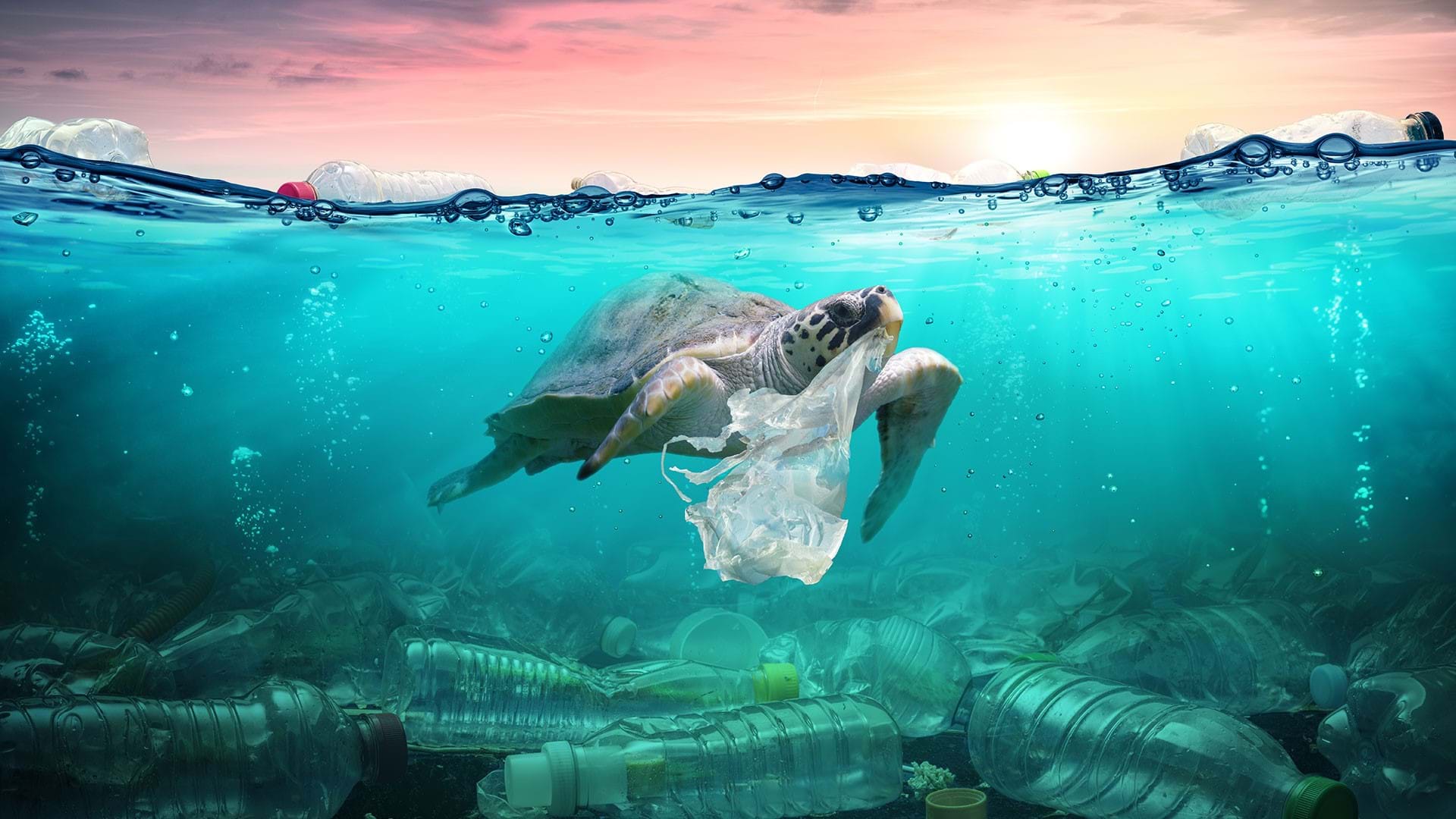 This Campaign Shows How Your Plastic Straws Suck the Life Out of Ocean  Animals