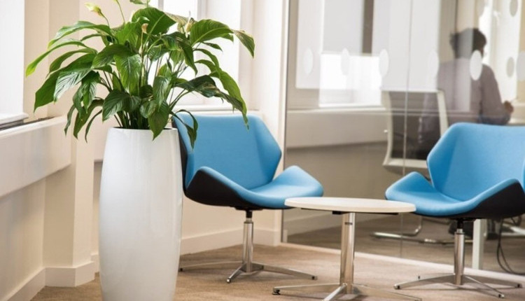 Indoor planters for Office