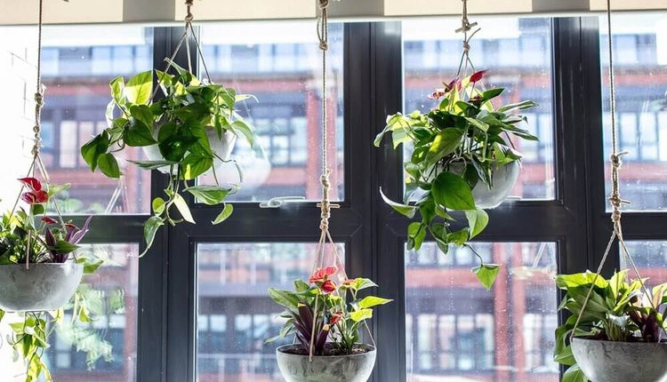 Office Hanging Plants