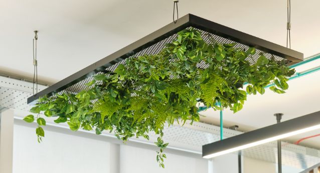 Indoor Office Plants